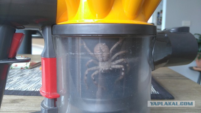 Австралиец узнал о гигантском пауке в своём доме, когда дети пригласили того на завтрак