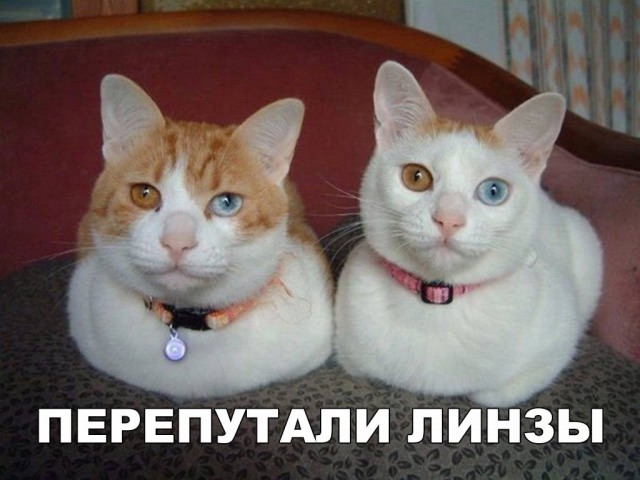 Фотобомбы котов