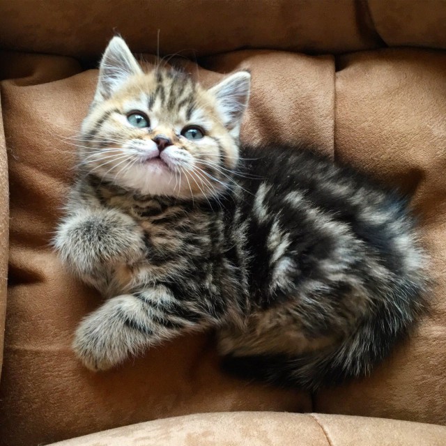Прикольных котов пост