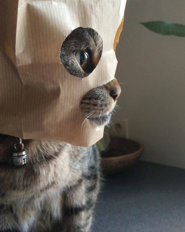 Прикольных котов пост
