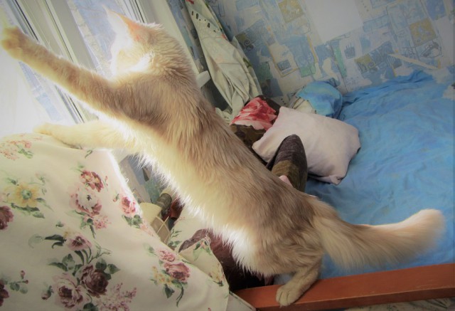 Котовторник 05.06.2018