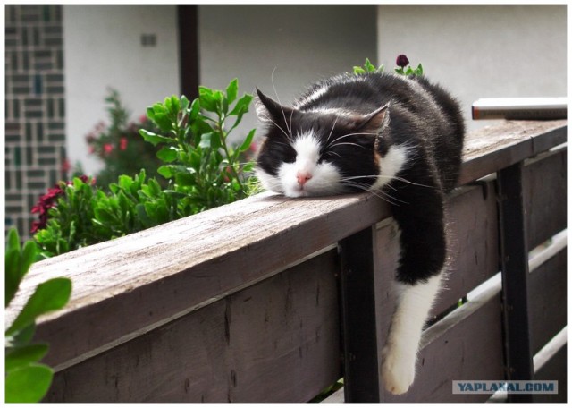 Уррааа! Котовторник на ЯПлакалъ!