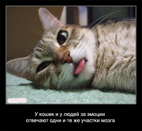 Интересные факты о кошках в картинках, 90 штук