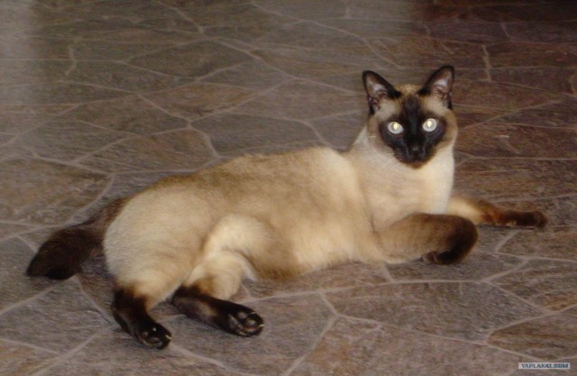 Кот Нельсон