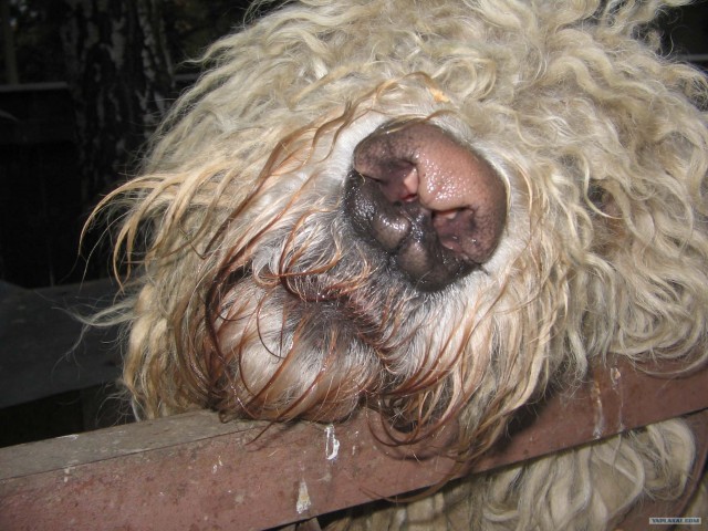 Комондор - венгерская овчарка