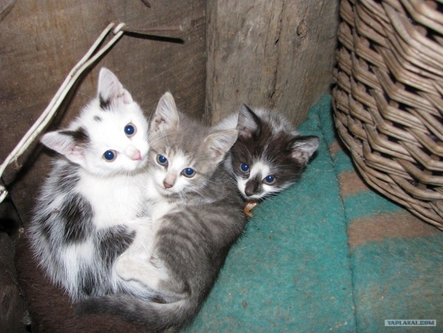Котовторник. А как же?!