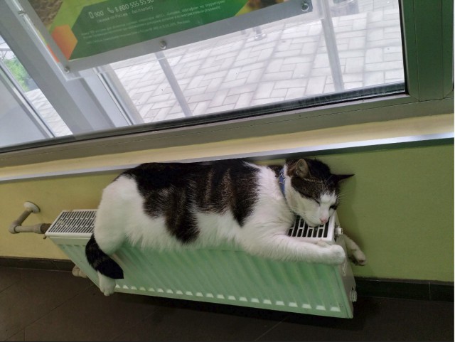 Немного милоты