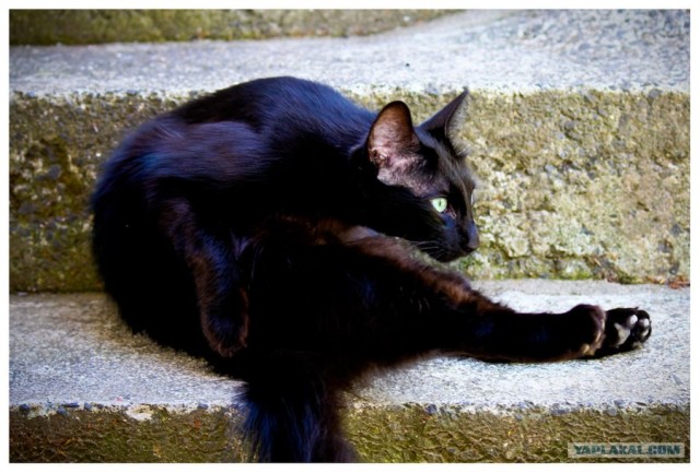 Котовторник