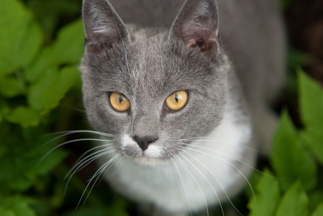 Котовторник на середину июня