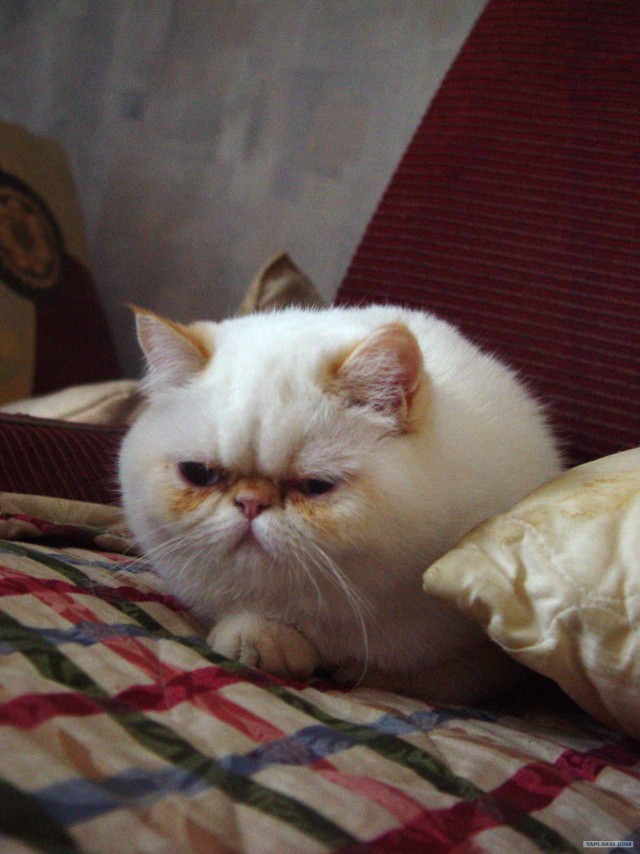 Котовторник 1.11.11