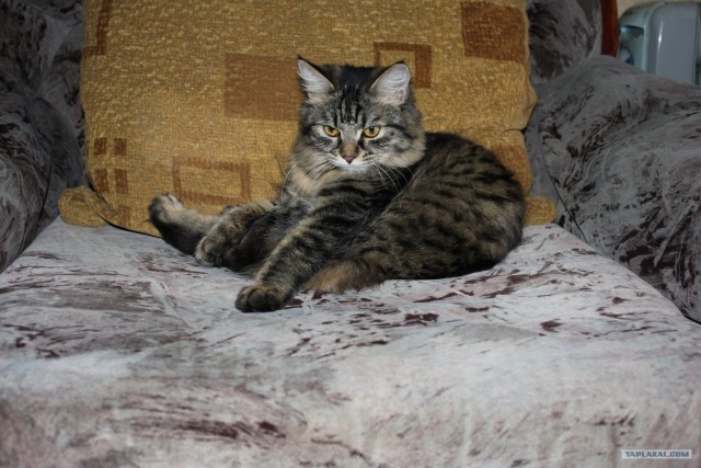Котовторник (28.02.2012)