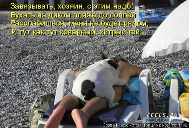 Как на счет собакосреды?
