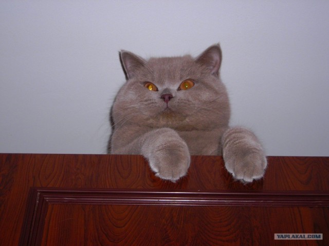 Котовторник 24.04.2012