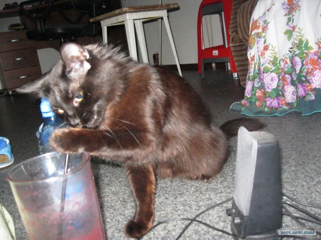 Котовторник  19.06.2012