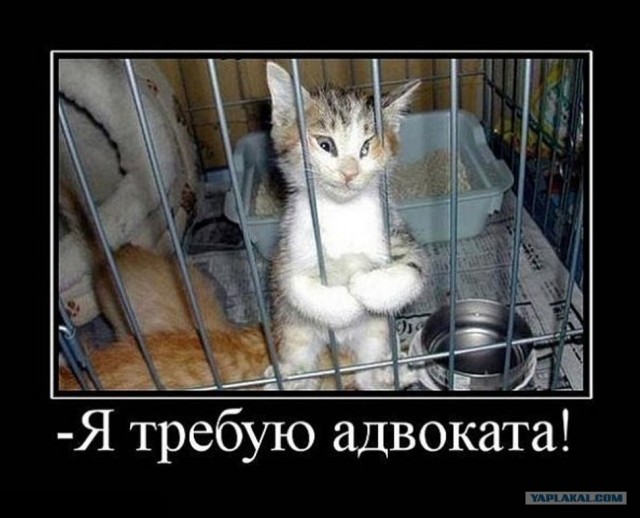 Котовторник 07.08.2012