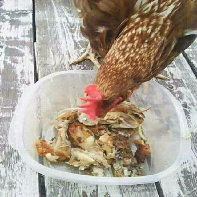 Милые животные. Мимиметр сломался