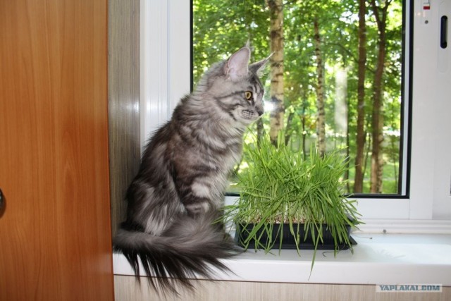 Котовторник  4.09.12