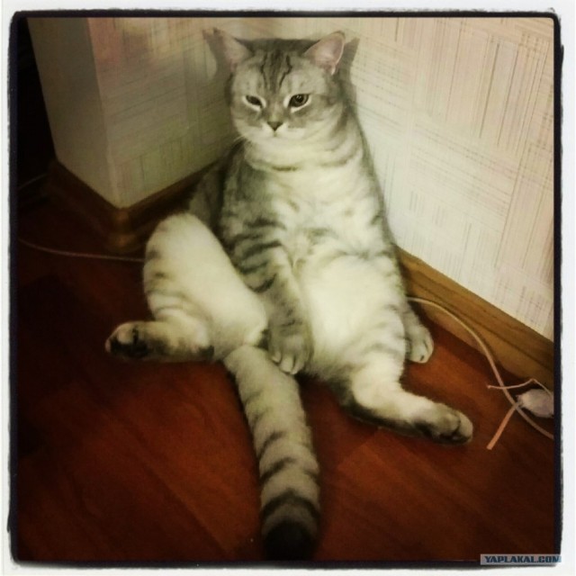 16 лучших котов сезона