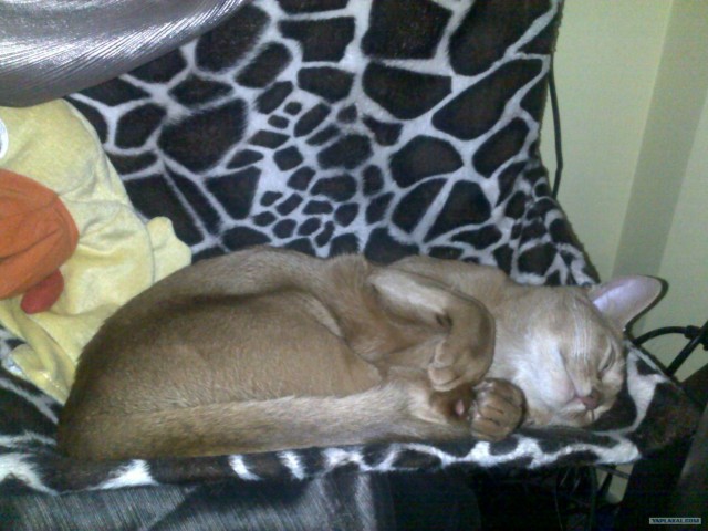 Новогодний Котовторник 01.01.2013