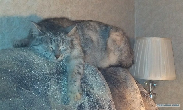 Котовторник 19.02.2013