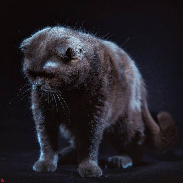 Забавные фото котеек