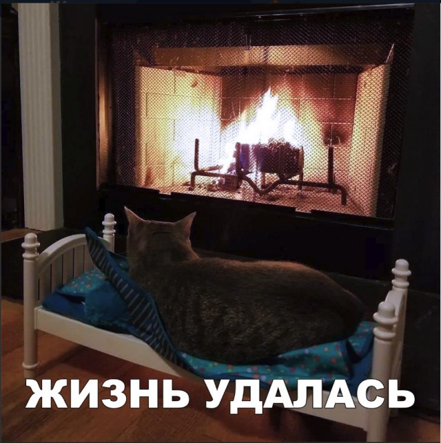 Забавные фото котеек