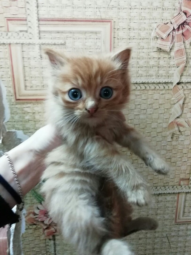 Забавные фото котеек