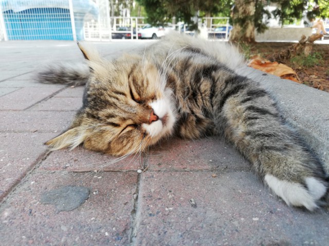 Котовторник! начнем? 04.06.19