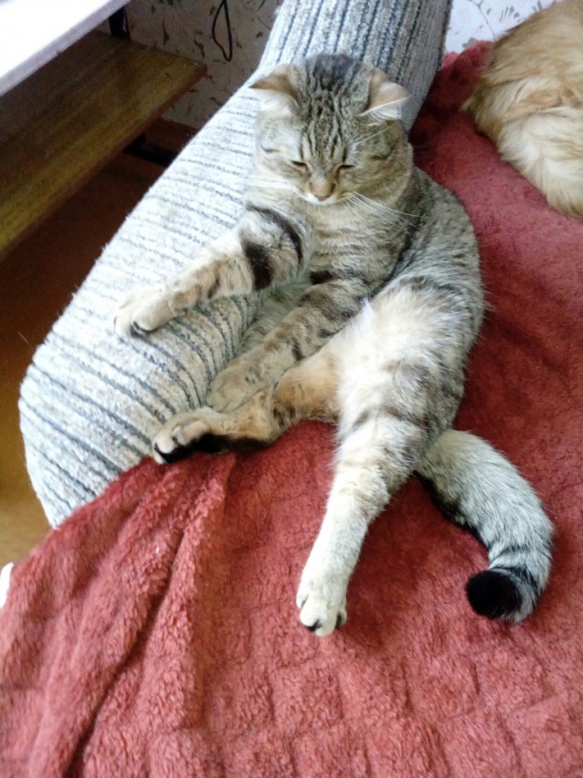 Котовторник однако