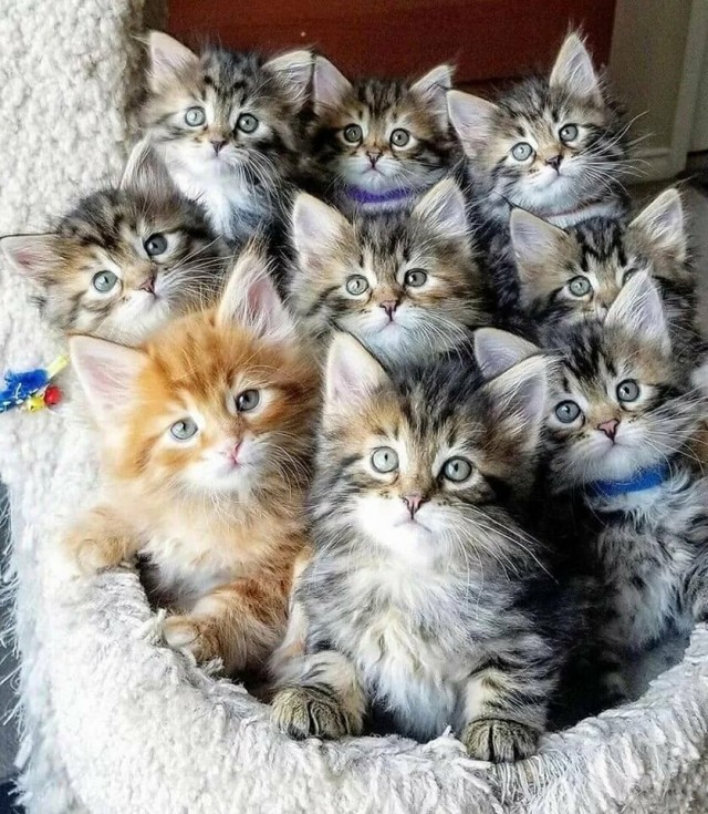 Забавные фото котеек
