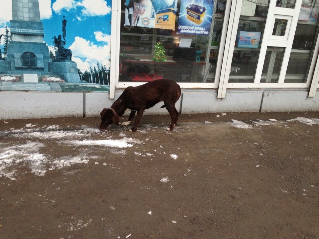Живность из сети