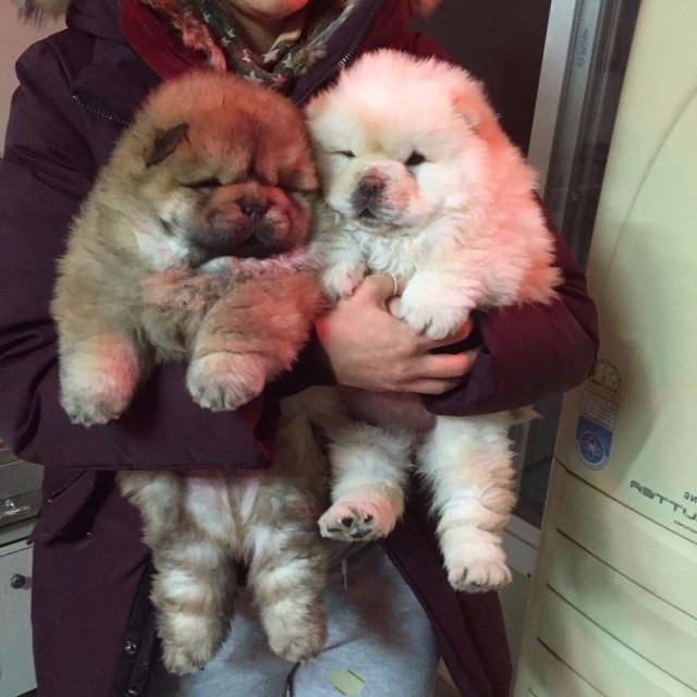 Зверушки