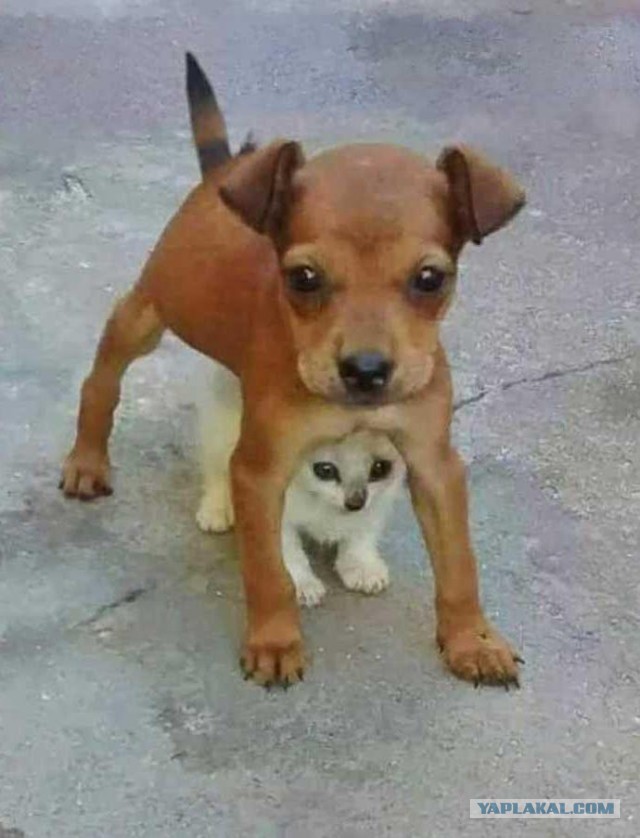 Задорные заборные котэ