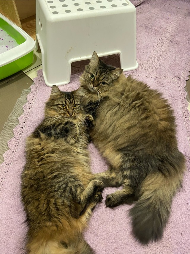 Котовторник