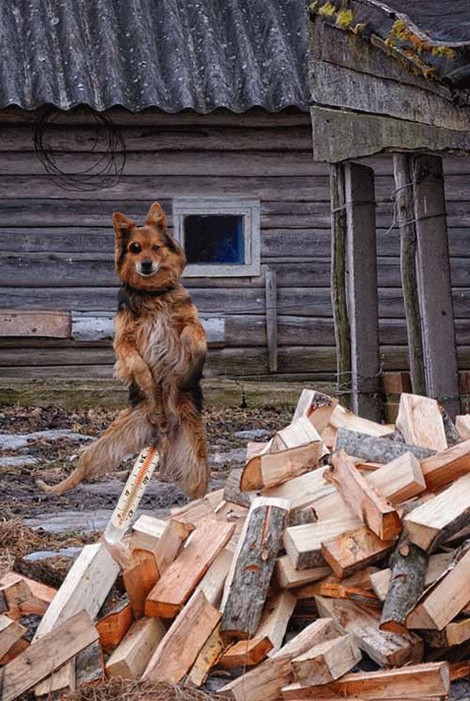 Каникулы в Простоквашино