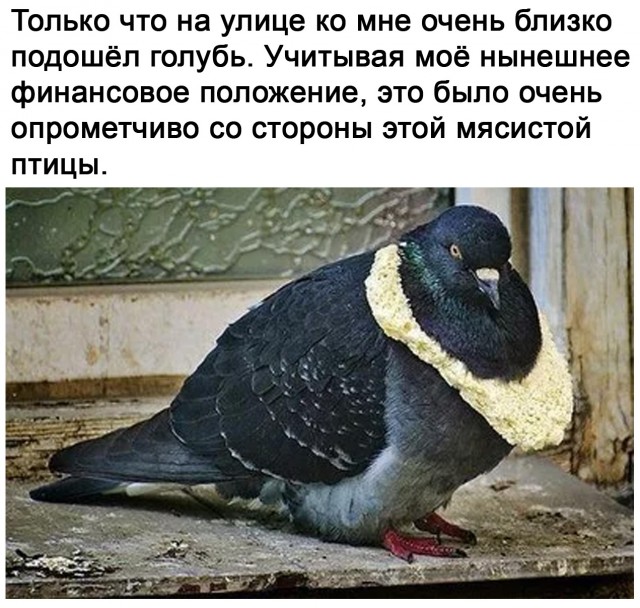 Бредзона 01.09.2020