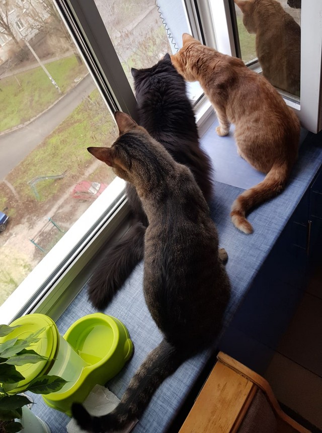 Вторник-кото