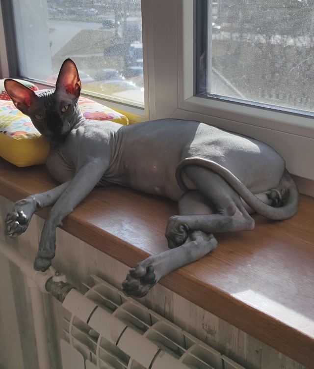 Хоба! Котовторник!