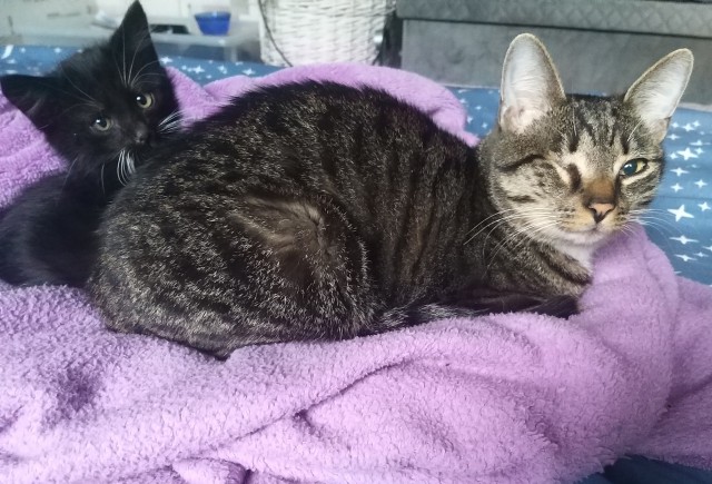 Котовторник 14.09.2021