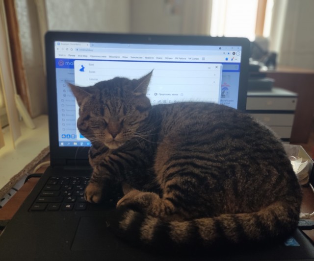 Котовторник же уже наступил?