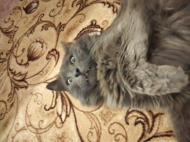К котовторнику