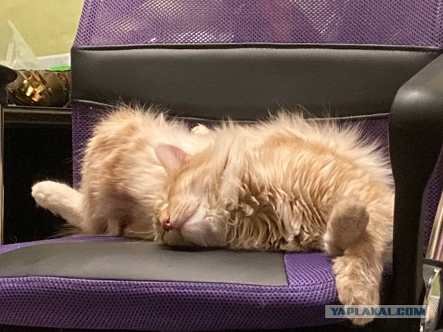 Вы, что спите? Вставайте, котовторник же!
