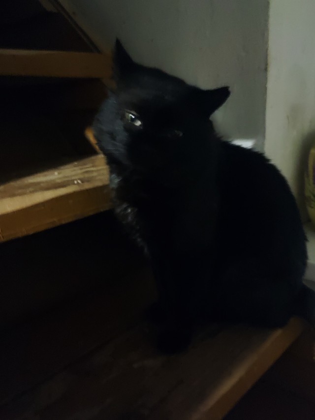Котовторник. Февраль