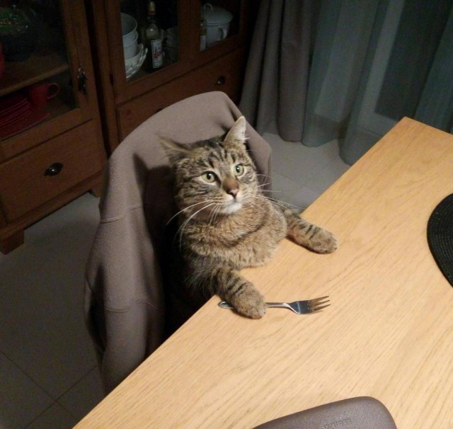 Котовторнику посвящается