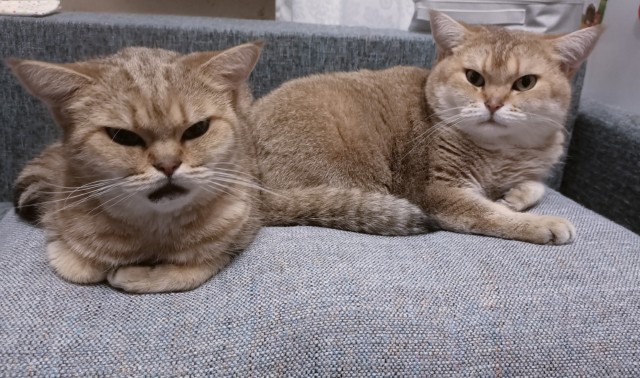 Котознатоки и котолюбители, созываю совет