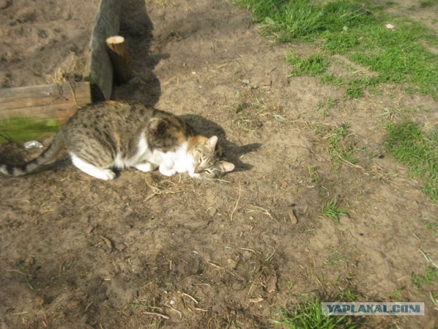 Жизнь домашнего приюта для котеек 395