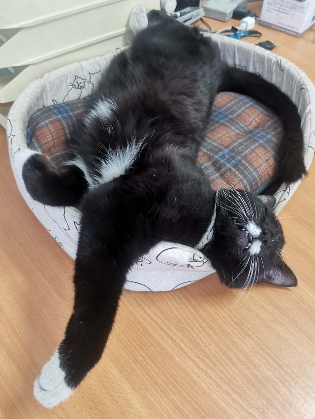 Котовторник 07.06.2022