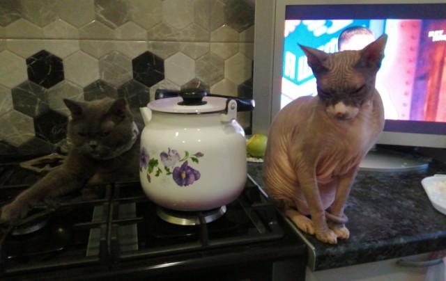 Начну котовторник чуть раньше!