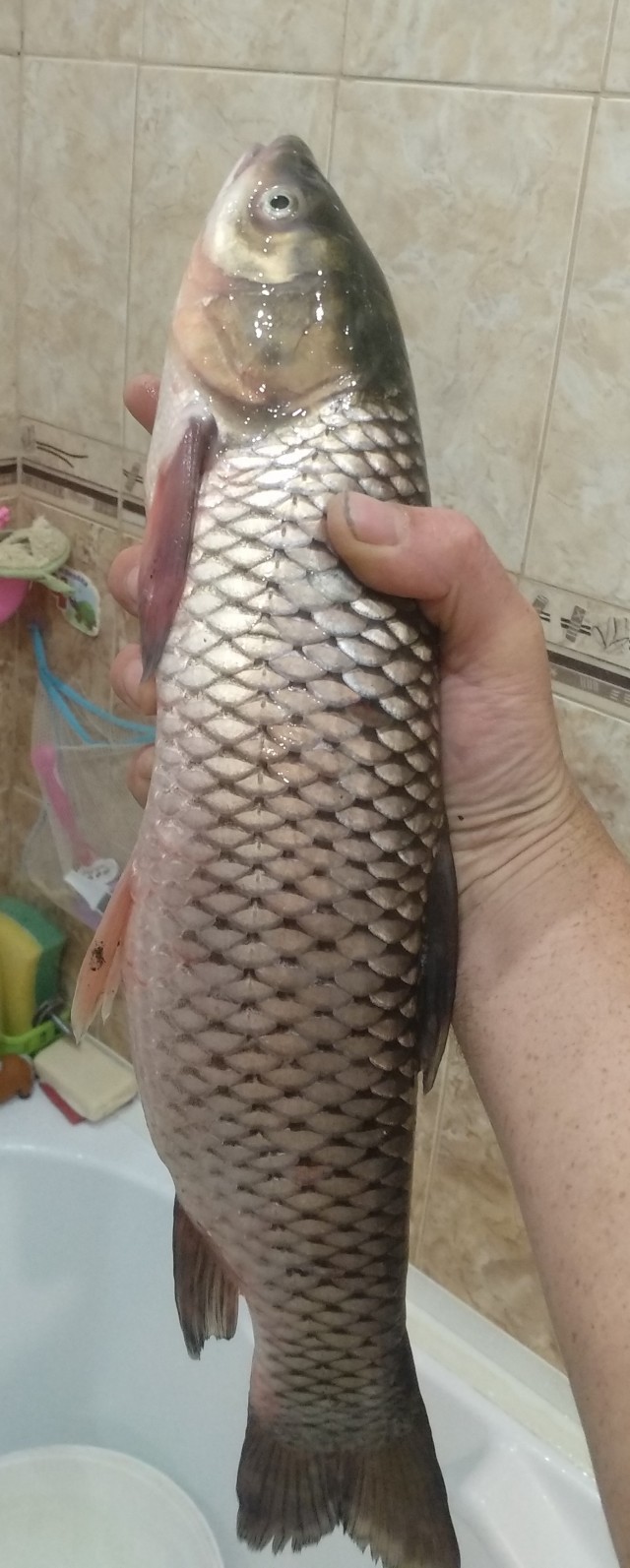 Рыбалил
