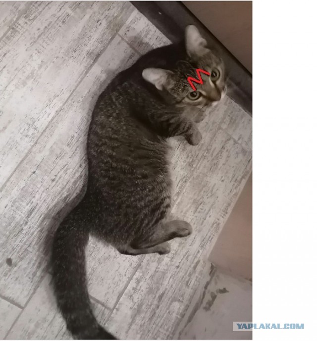 Новый член семьи